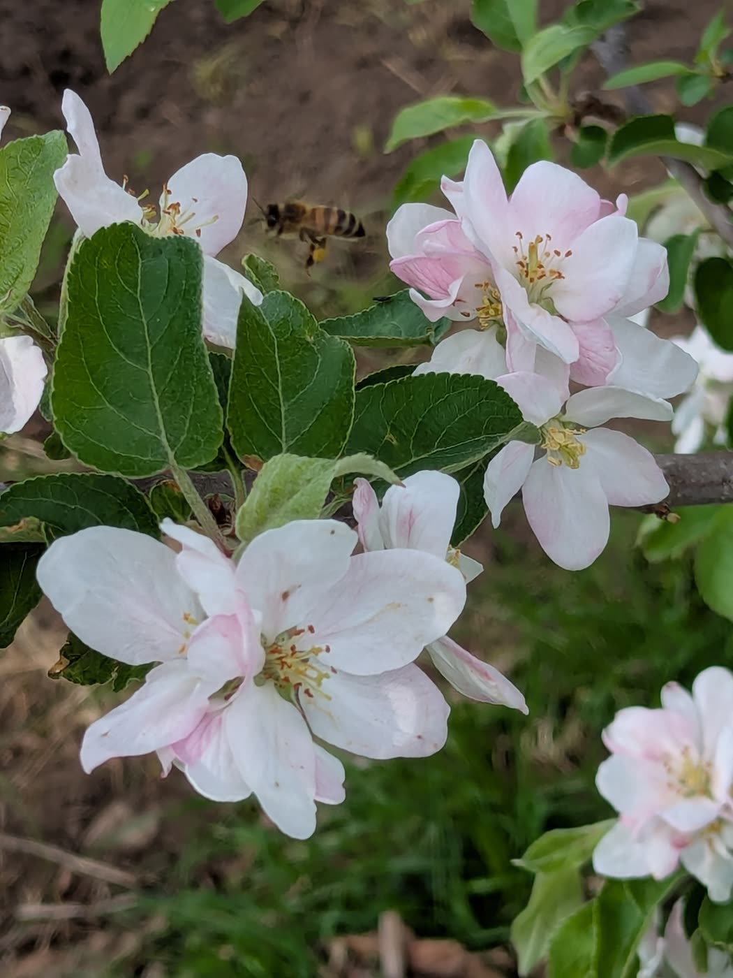 Blossoms in bloom with a bee.