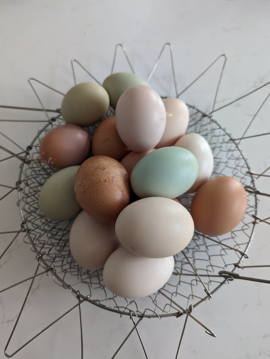 A basket of pastel eggs from our mixed flock.